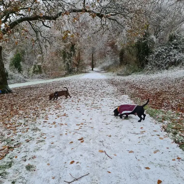 Dachshund (Miniature Smooth-Haired)