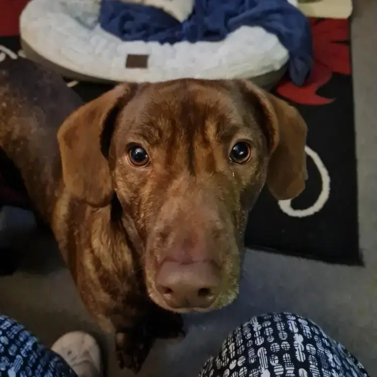 Dachshund (Miniature Smooth-Haired)