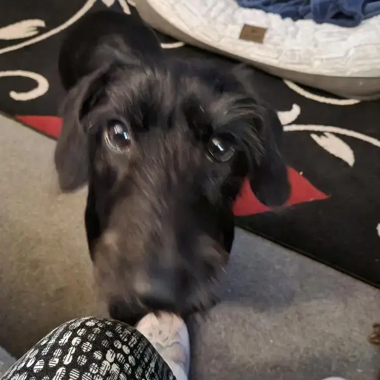 Dachshund (Miniature Smooth-Haired)