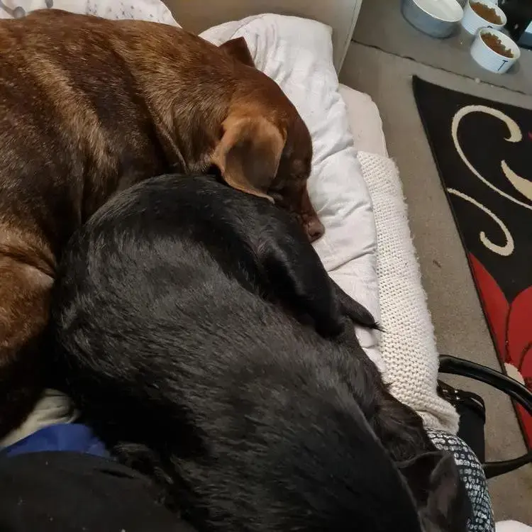 Dachshund (Miniature Smooth-Haired)