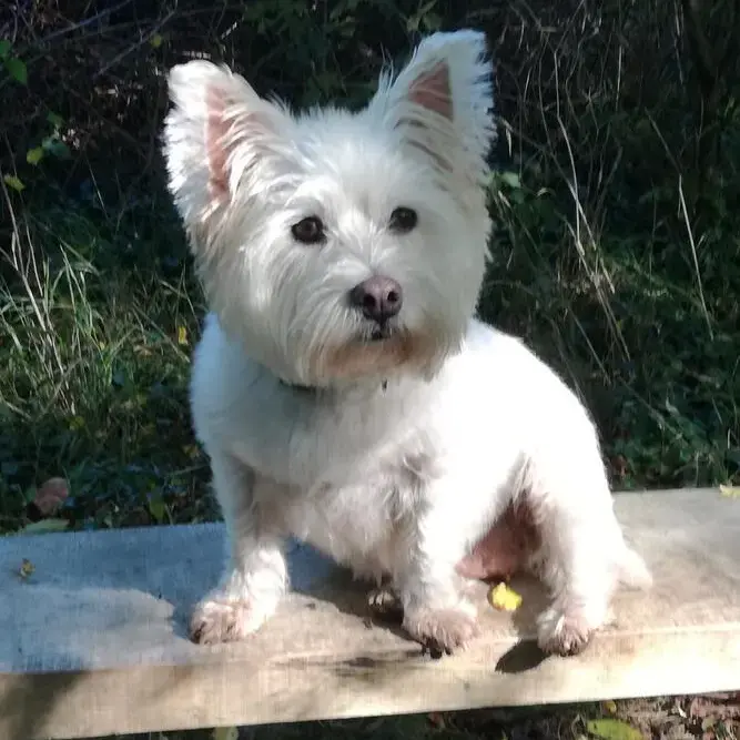 West Highland White Terrier