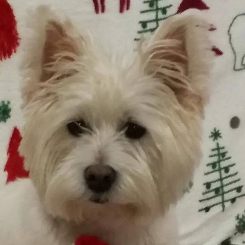 West Highland White Terrier