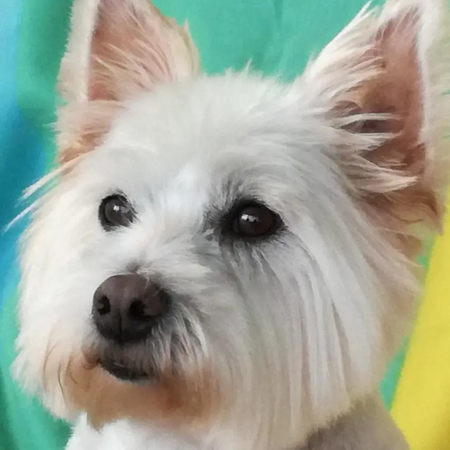 West Highland White Terrier