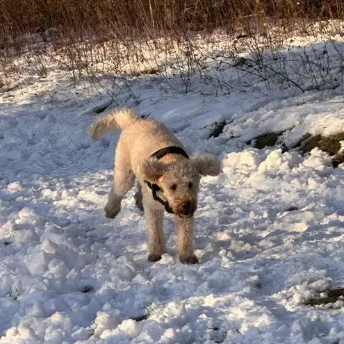Goldendoodle