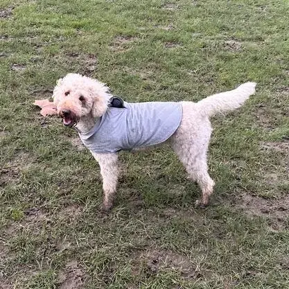 Goldendoodle
