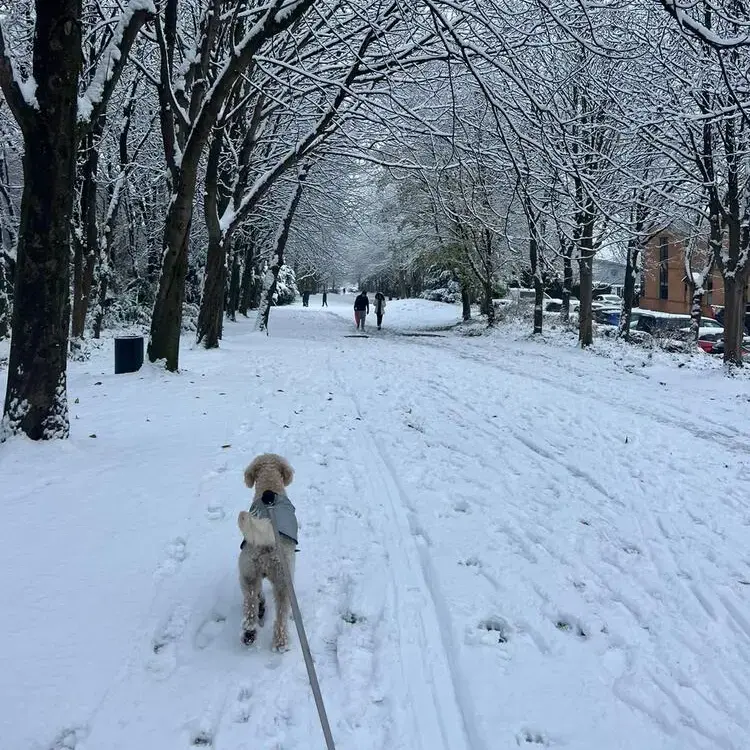 Goldendoodle