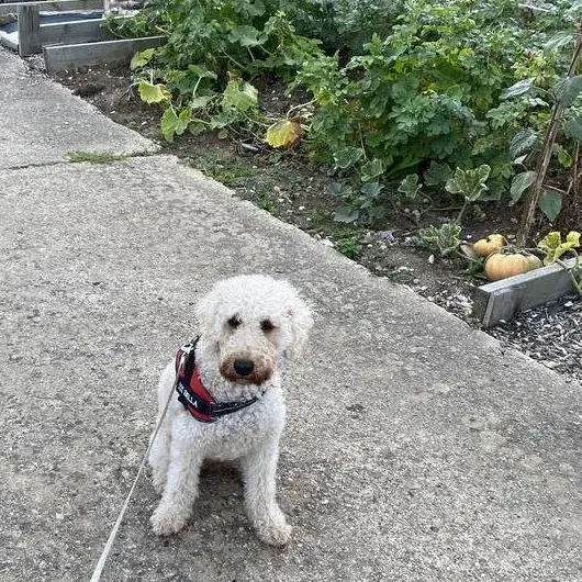 Goldendoodle