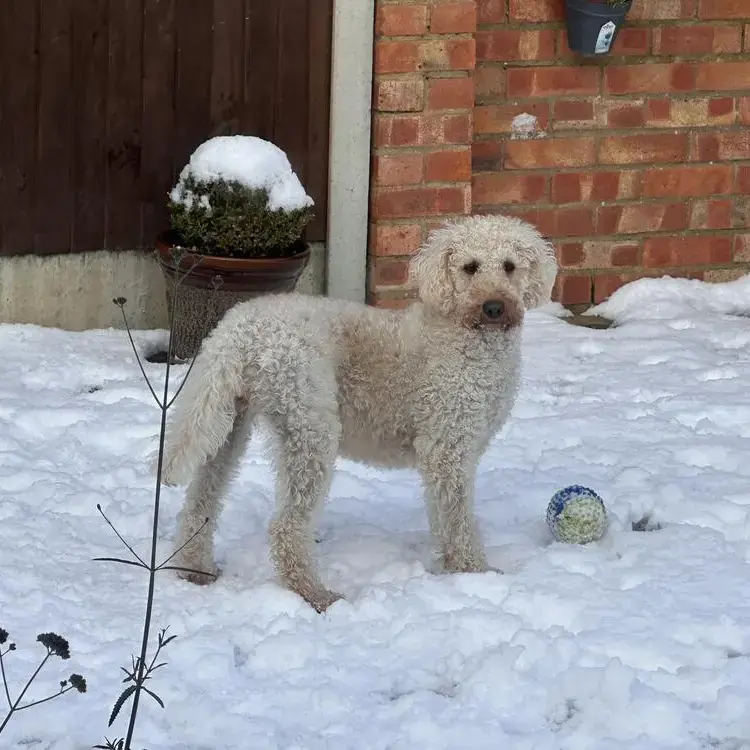 Goldendoodle