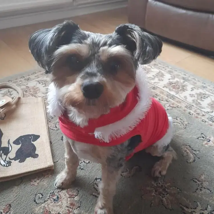 Yorkshire Terrier