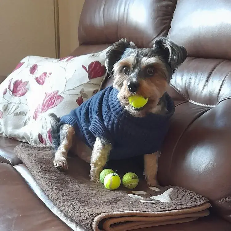 Yorkshire Terrier