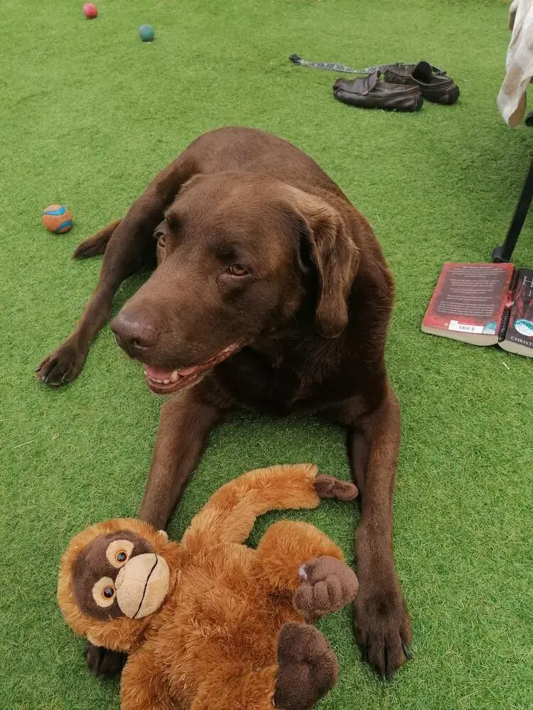 Labrador Retriever