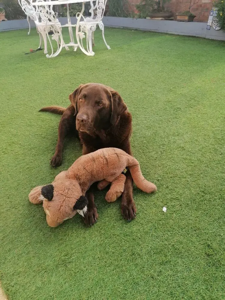 Labrador Retriever