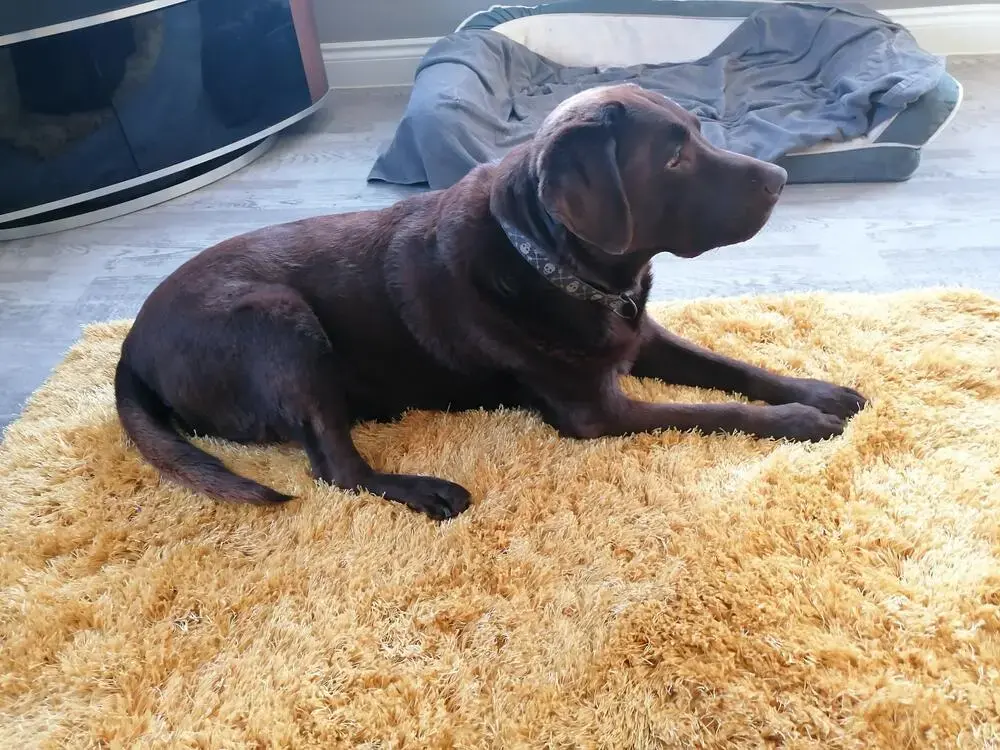 Labrador Retriever