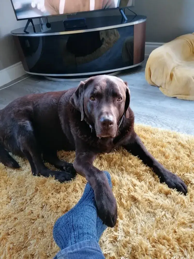 Labrador Retriever