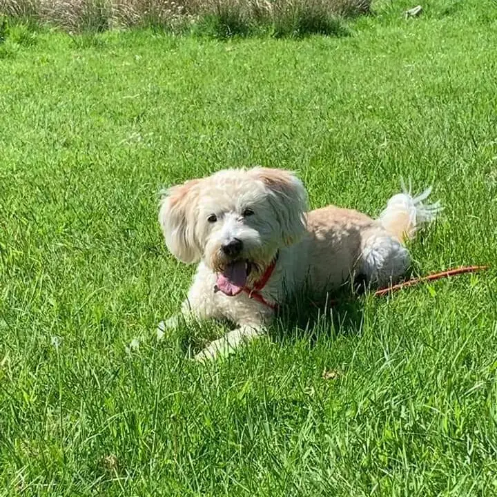 Bearded Collie