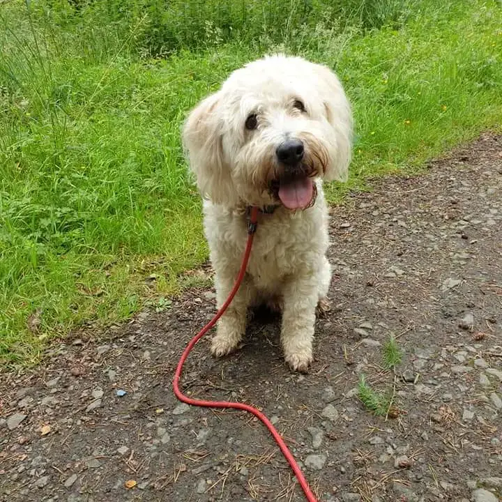 Bearded Collie