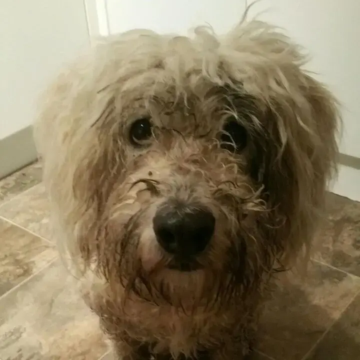 Bearded Collie