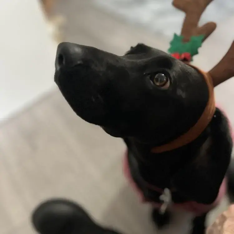 Bavarian Mountain Hound