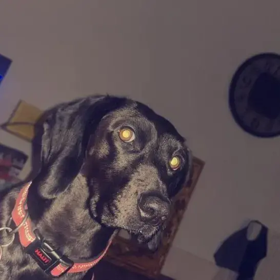 Bavarian Mountain Hound