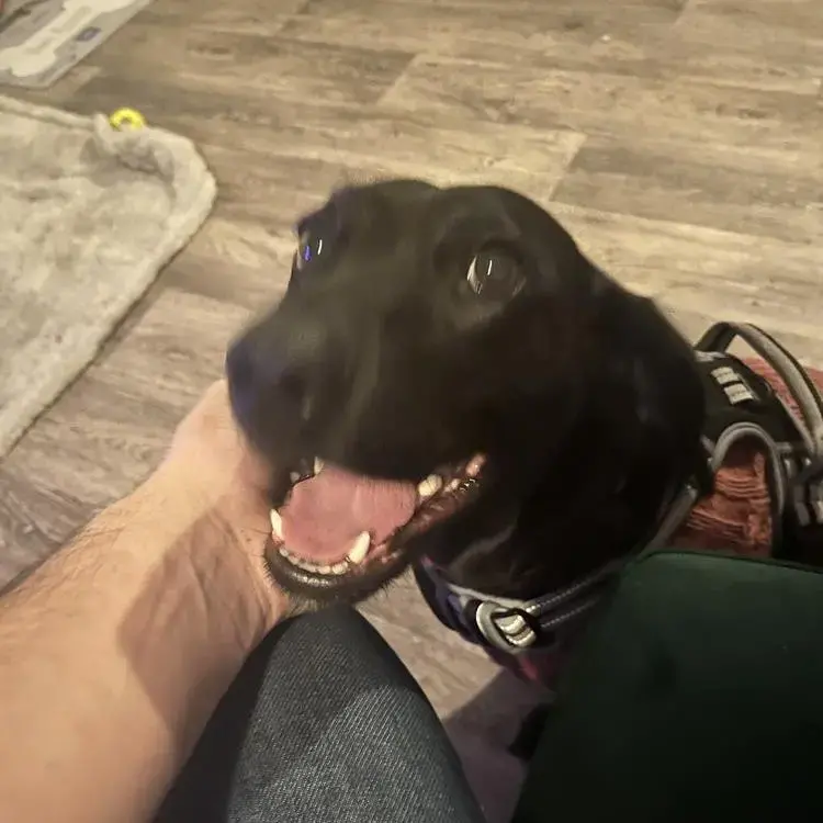 Bavarian Mountain Hound