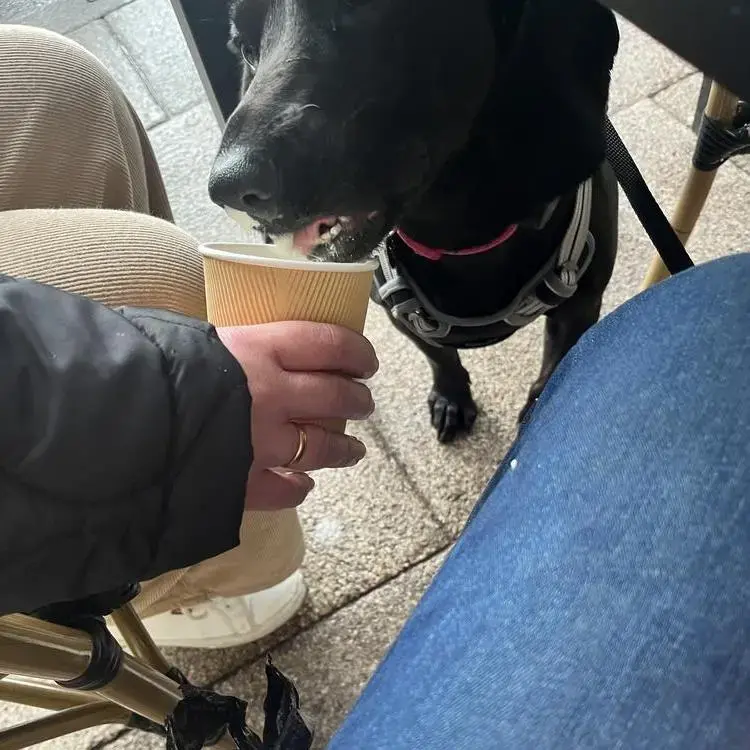 Bavarian Mountain Hound