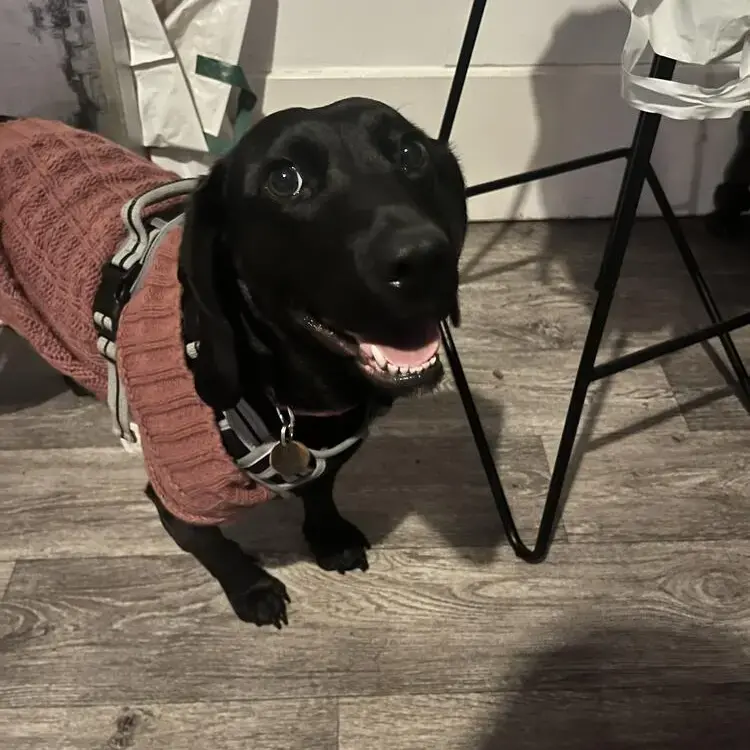 Bavarian Mountain Hound