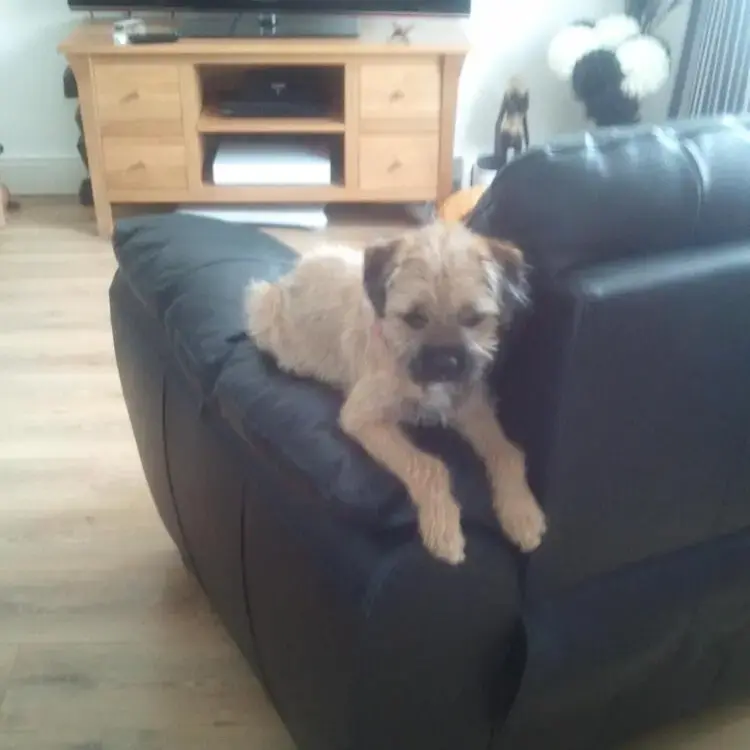 Border Terrier
