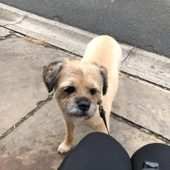 Border Terrier