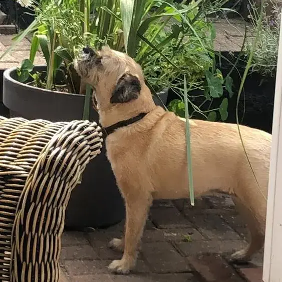 Border Terrier