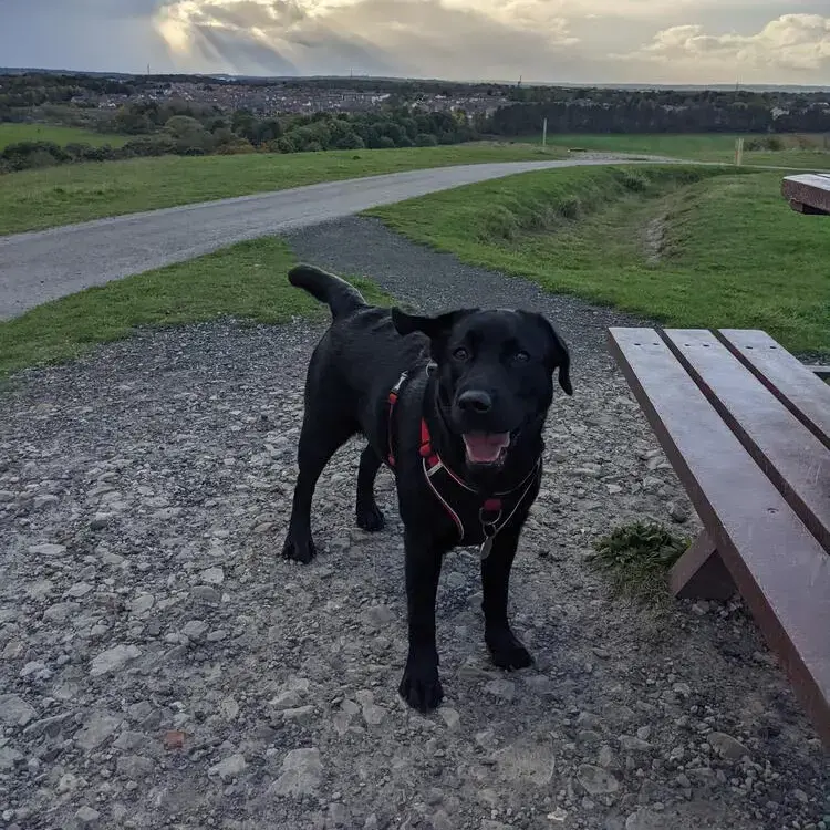 Labrador Retriever