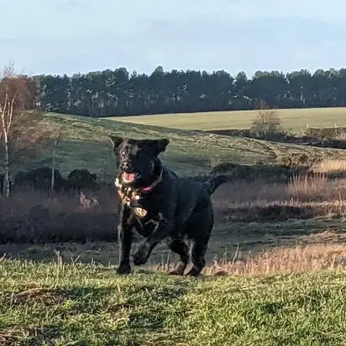 Labrador Retriever