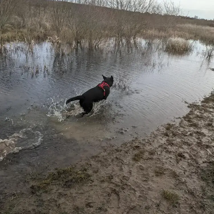 Labrador Retriever