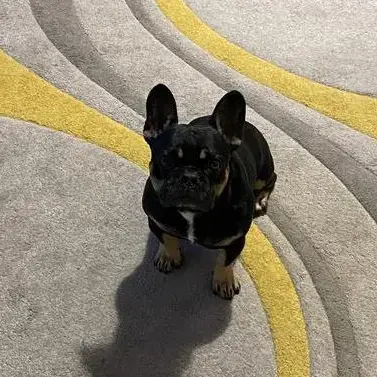 French Bulldog