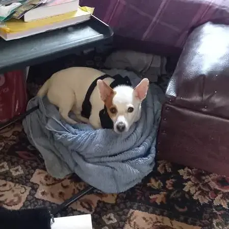 Jack Russell Terrier