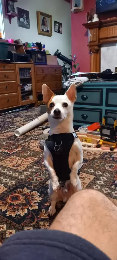 Jack Russell Terrier