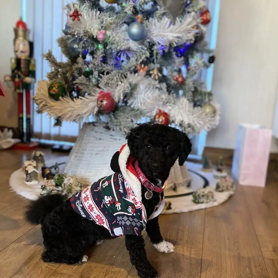 Bichon Frise