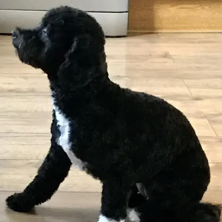 Bichon Frise