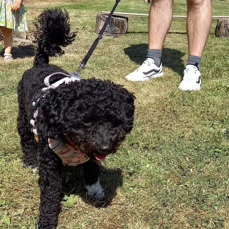 Bichon Frise