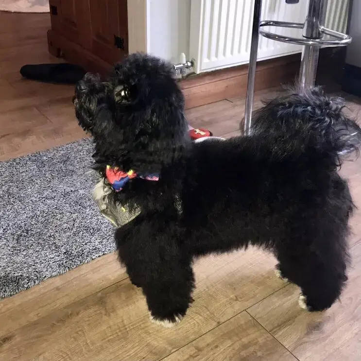 Bichon Frise