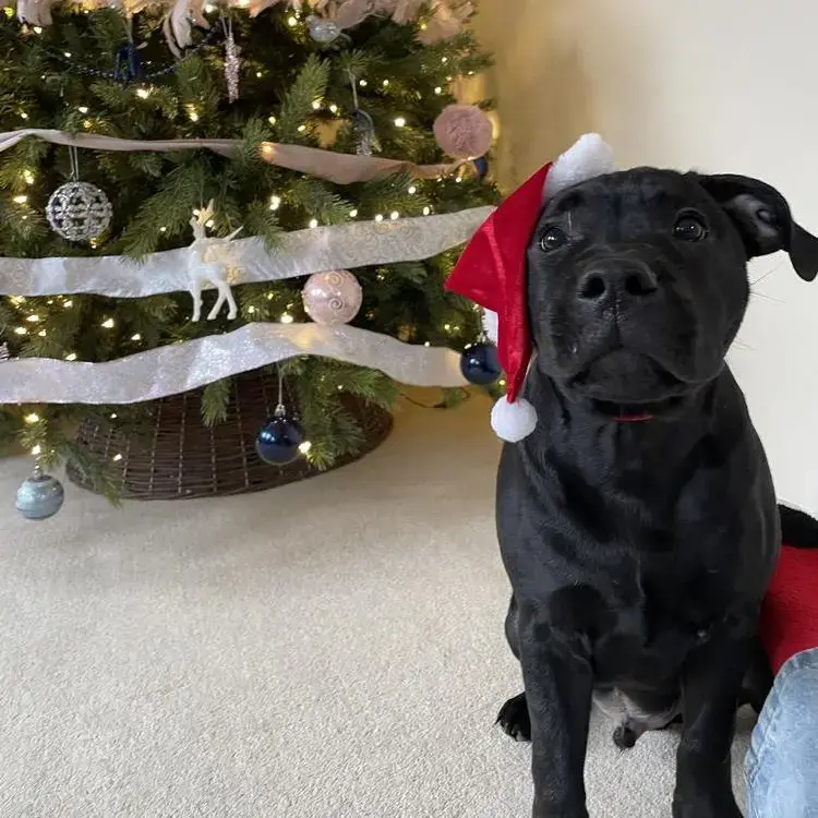 Staffordshire Bull Terrier