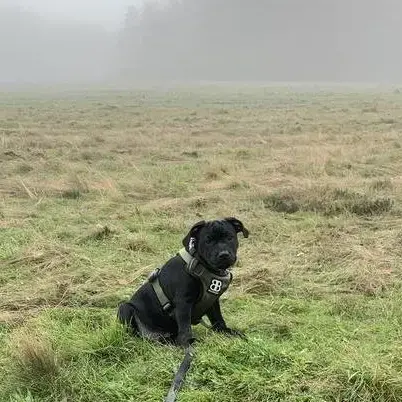 Staffordshire Bull Terrier