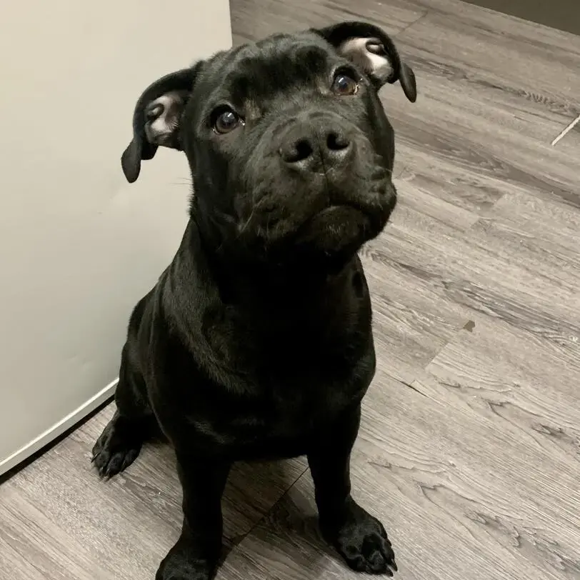 Staffordshire Bull Terrier