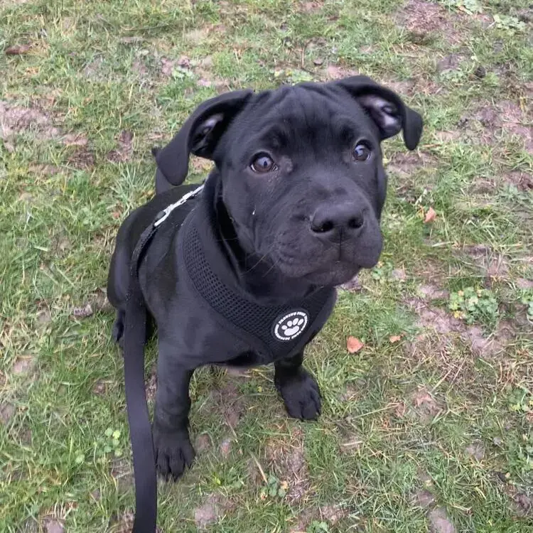 Staffordshire Bull Terrier