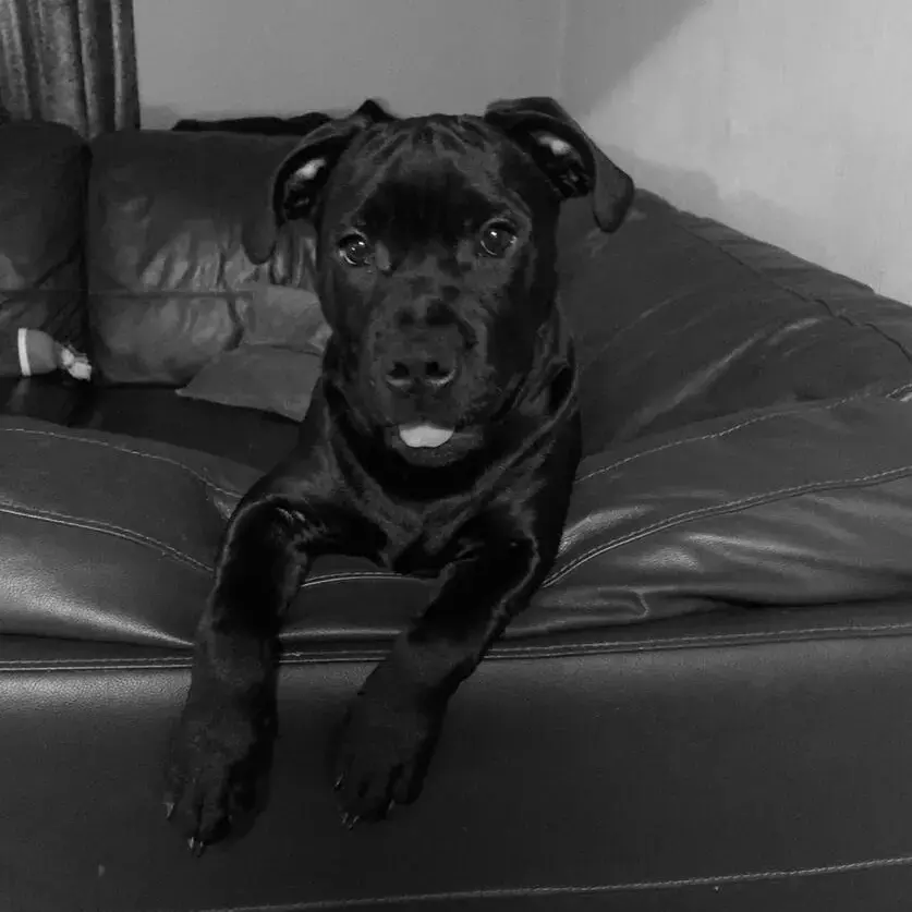 Staffordshire Bull Terrier
