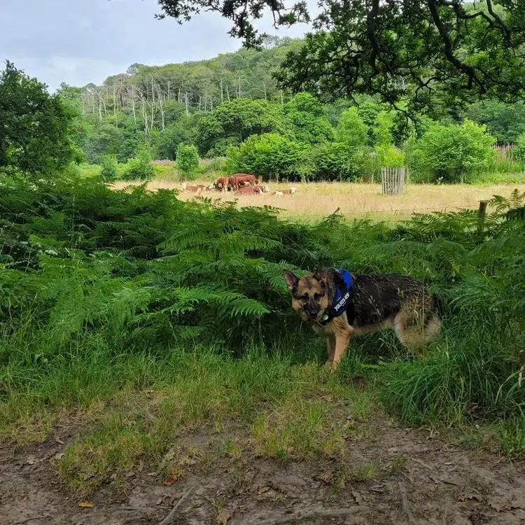 German Shepherd Dog