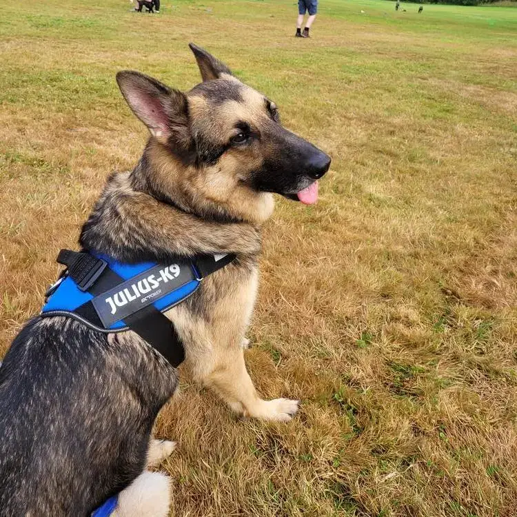 German Shepherd Dog