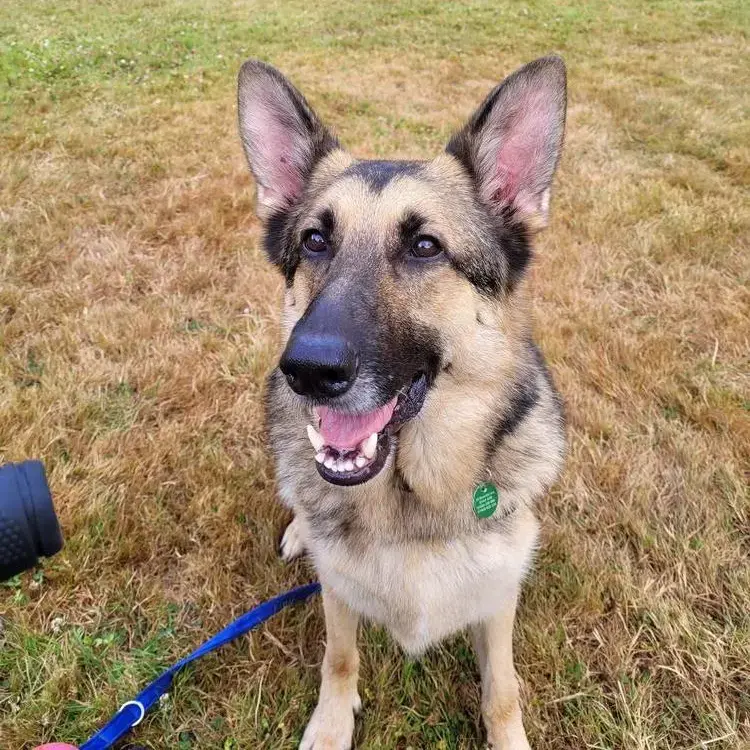 German Shepherd Dog