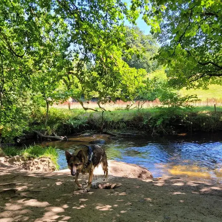 German Shepherd Dog