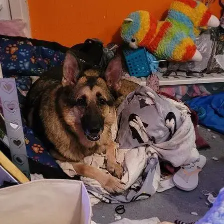 German Shepherd Dog