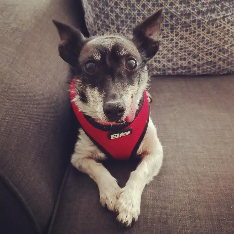 Jack Russell Terrier